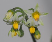 Bundle of Black Nightshade flowers photo